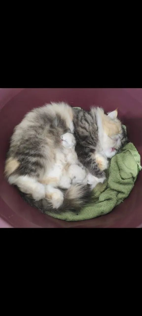 Filhotes de gatos Pérsia/exótico disponível para venda dia 3 de setembro  - Foto 4