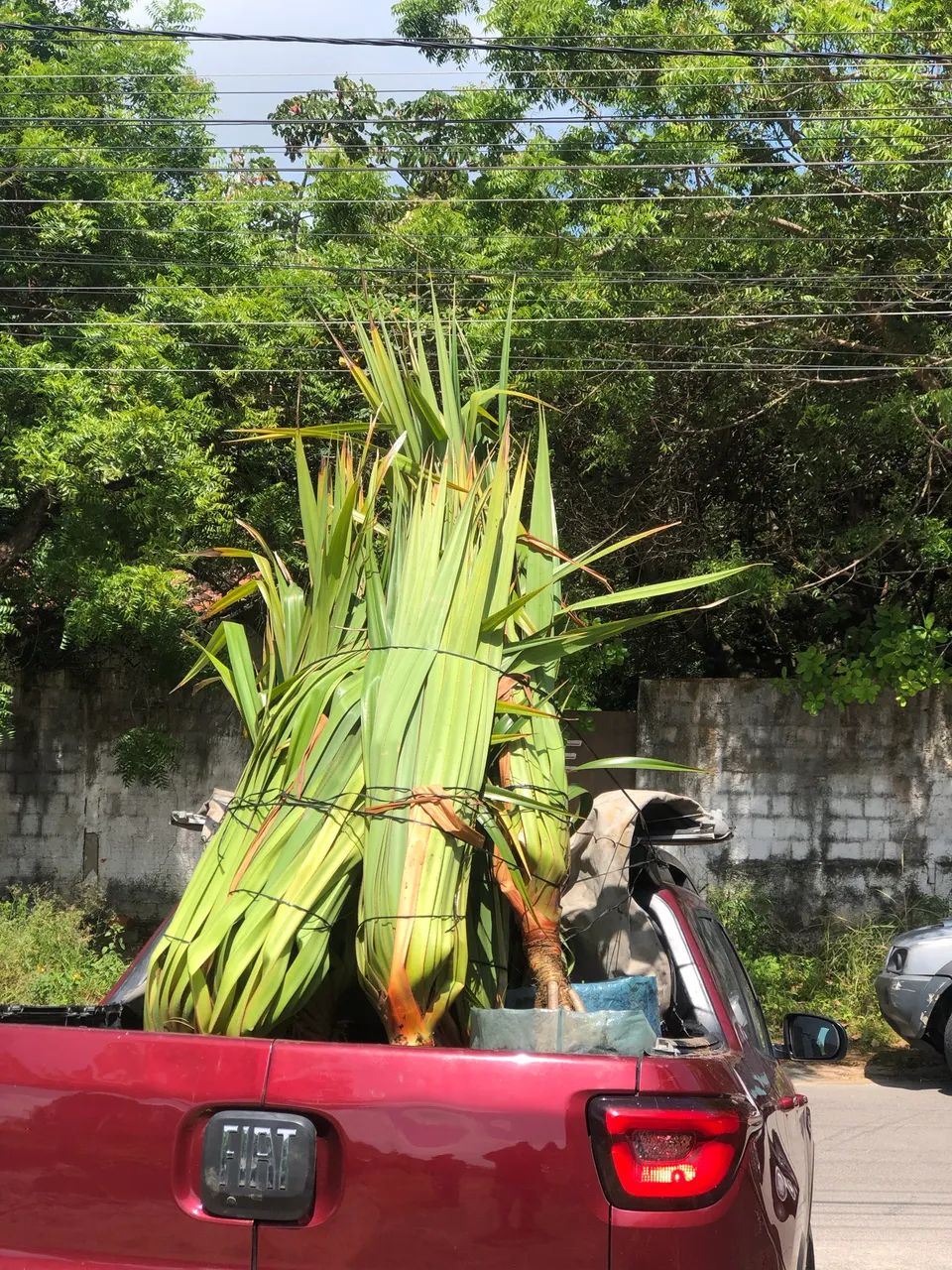 Pandanus  - Foto 2