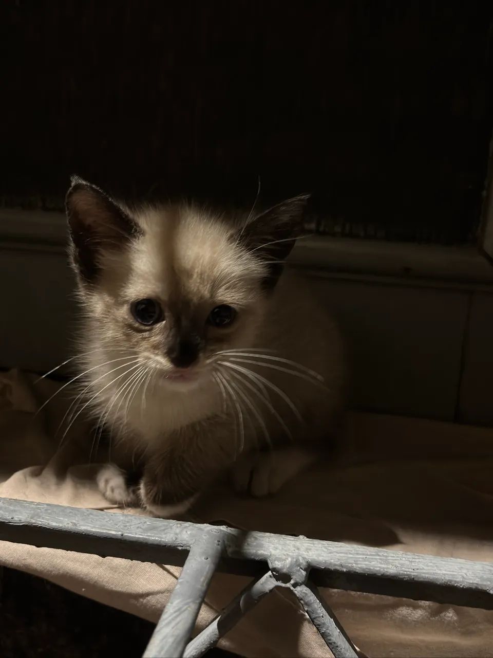 Gato peludinho - Foto 2