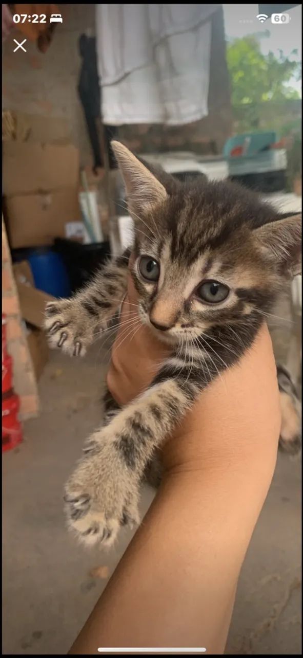 Doação de filhote de gato  - Foto 5