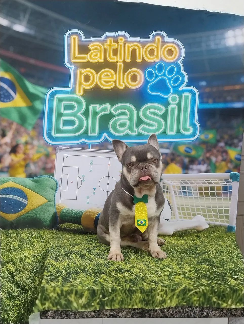 Bulldog Francês macho  - Foto 4