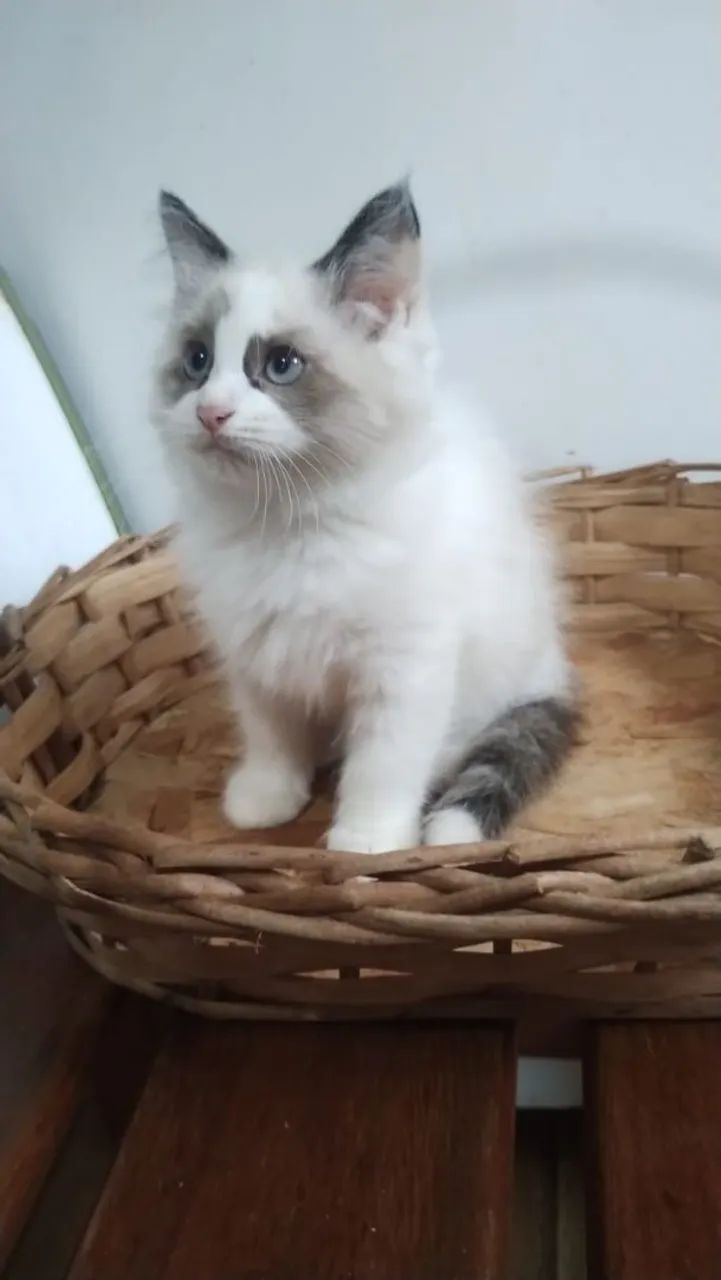 Filhote ragdoll  - Foto 2