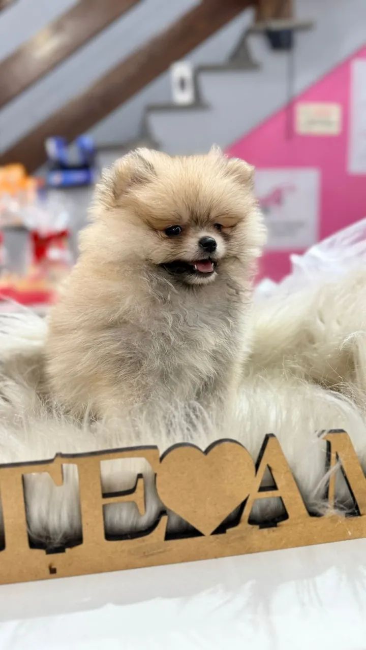 Lulu da Pomerania anãos fêmea  - Foto 5