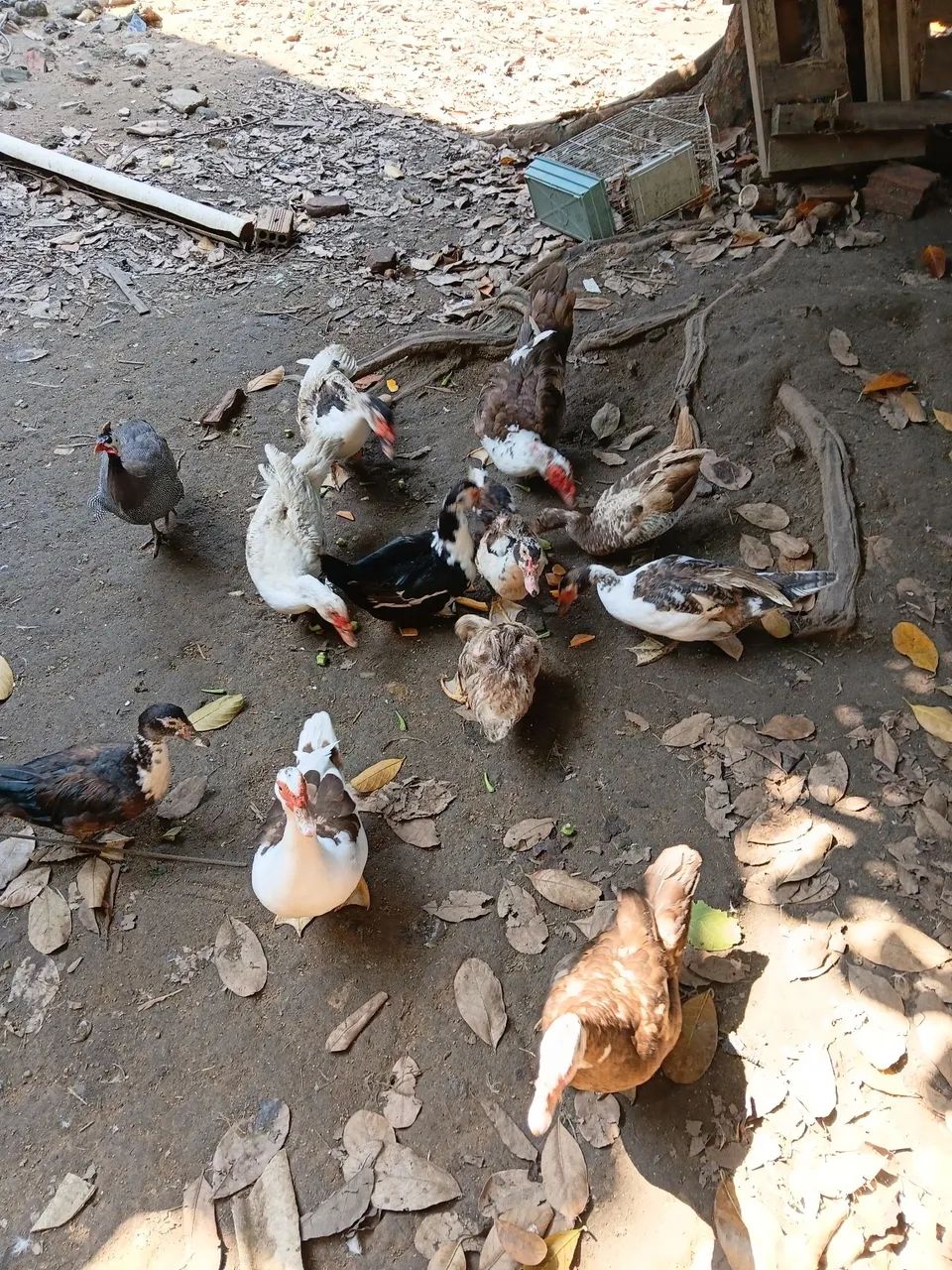 patos e patas  também temos filhote  e ovos por encomenda  - Foto 3