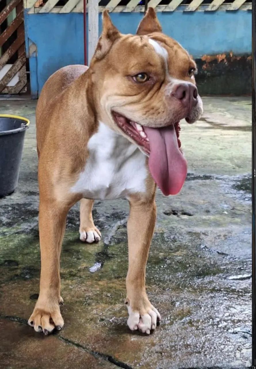 American bully  - Foto 4