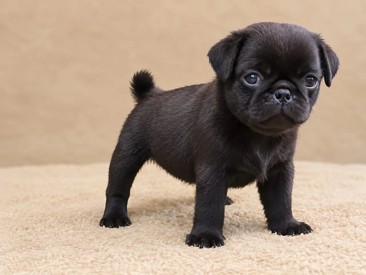 Pug 