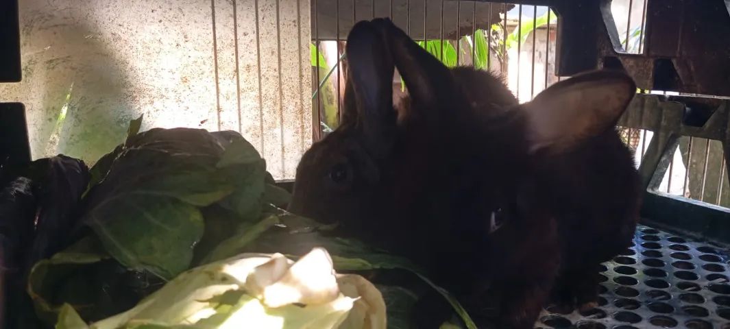 Coelhos adultos com 6 meses Raça Nova Zelândia - Foto 3