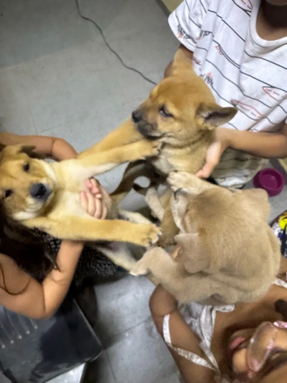 Cachorro chow chow pra vender  - Foto 5