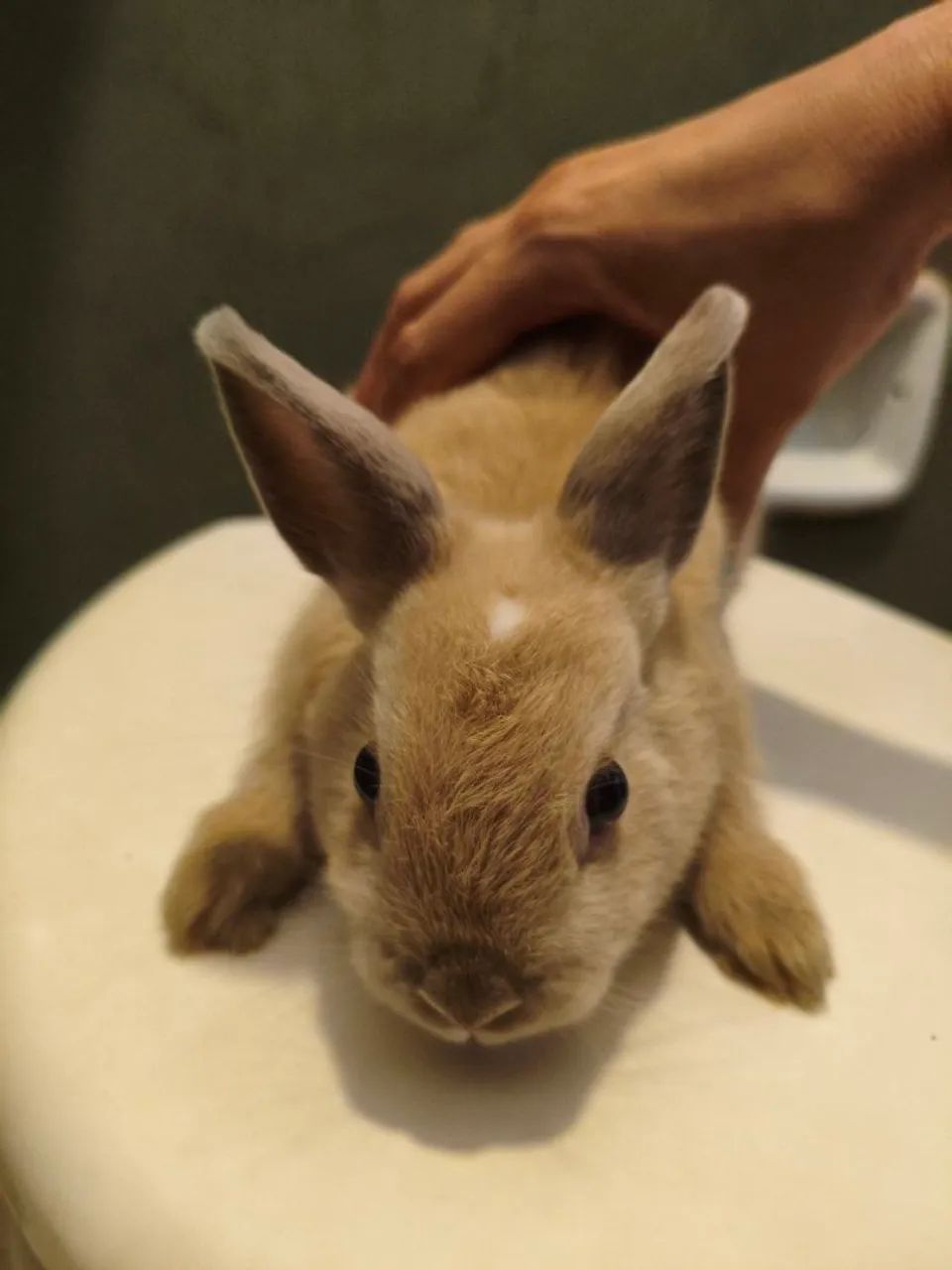 Mini coelho de Netherland 64962189181954123