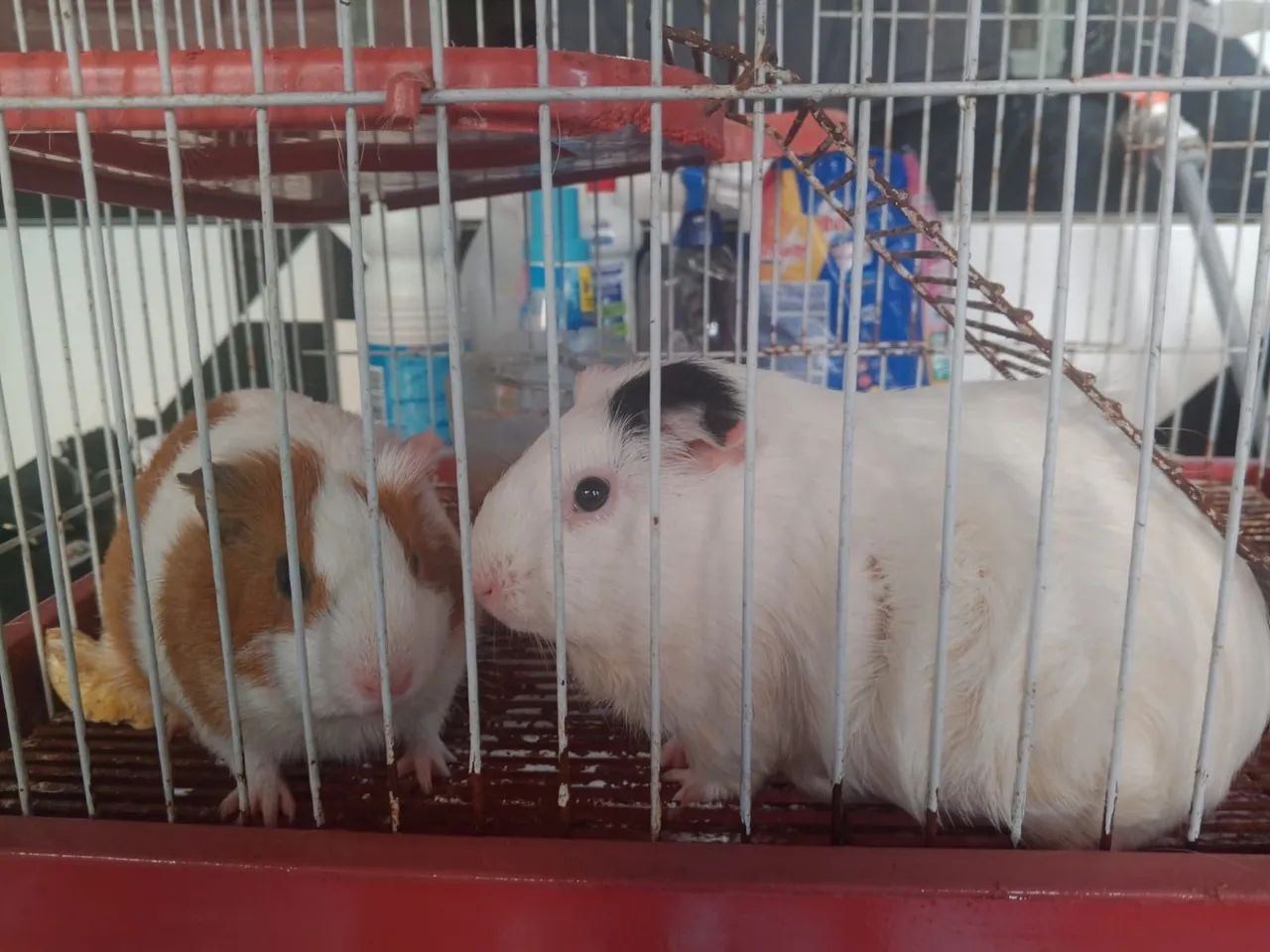 Vendo 2 porquinha da inda cm a gaiola  - Foto 3