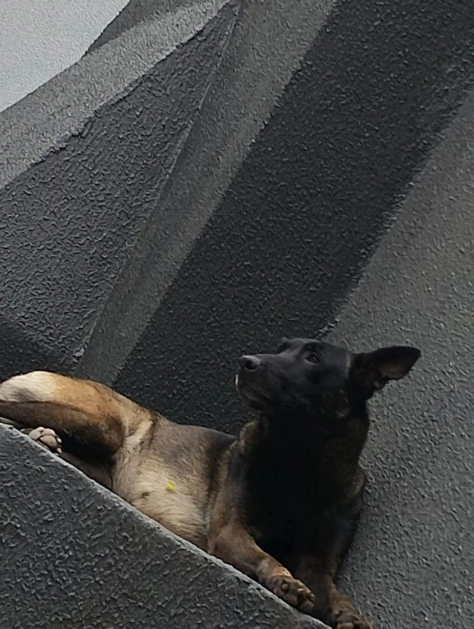 Pastor belga malinois  - Foto 5