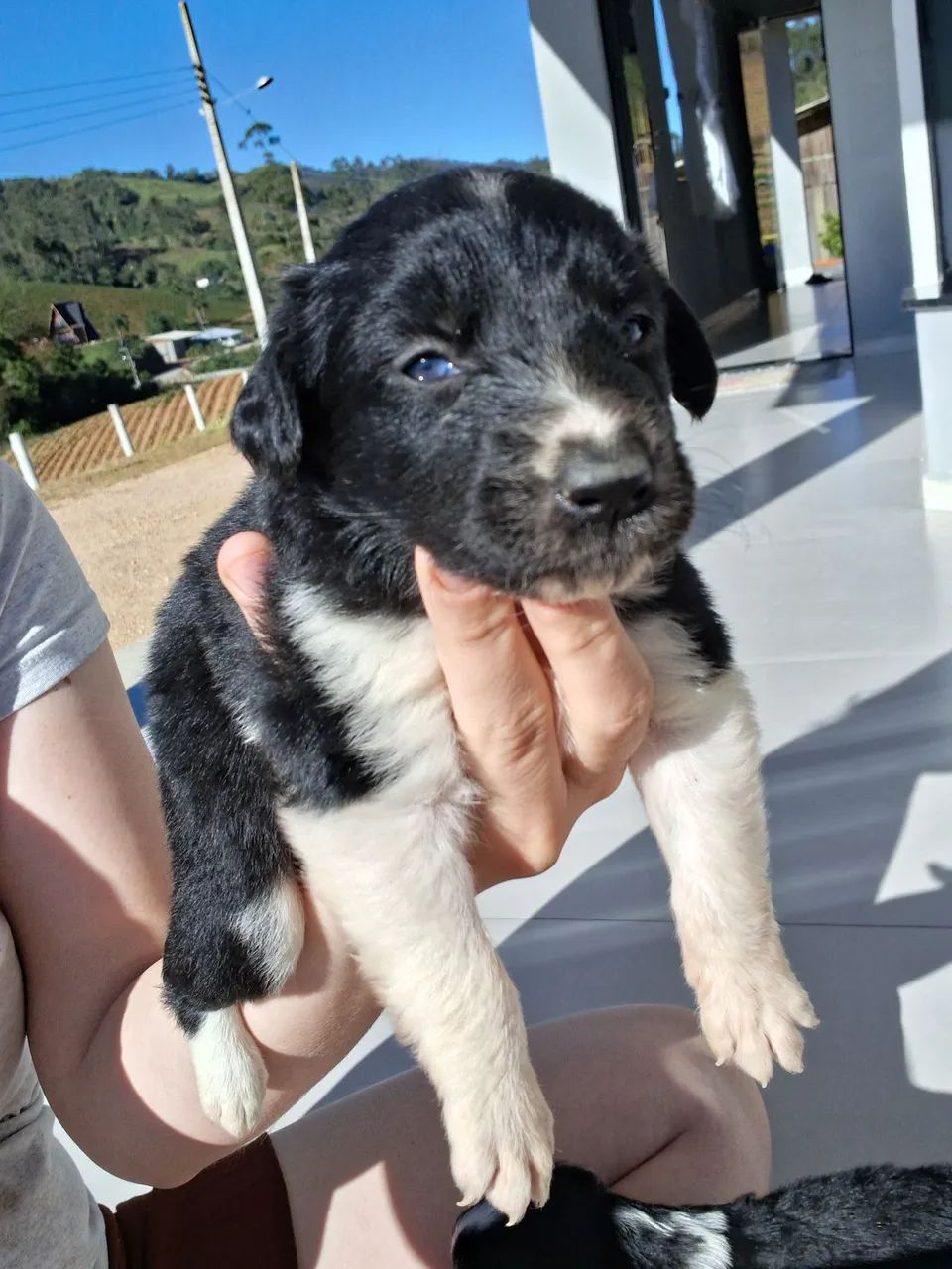 Boder collie