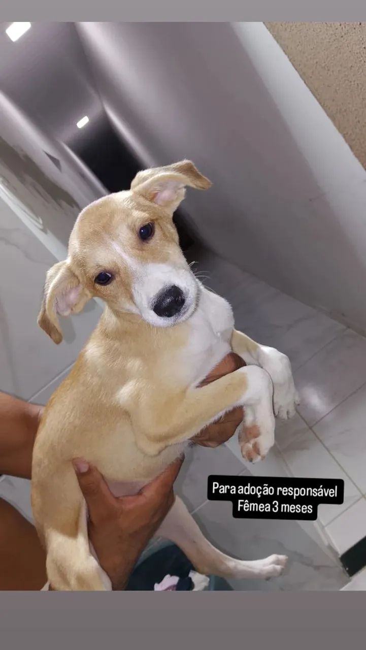 Para adoção responsável 