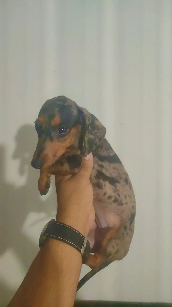 Salsicha morfadinha alerquim 2 meses vacinada