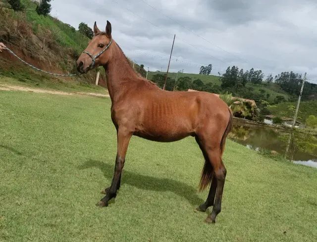 Potro mangalarga Registrado, extra potência de pista 30 x 500,00 no Carnê