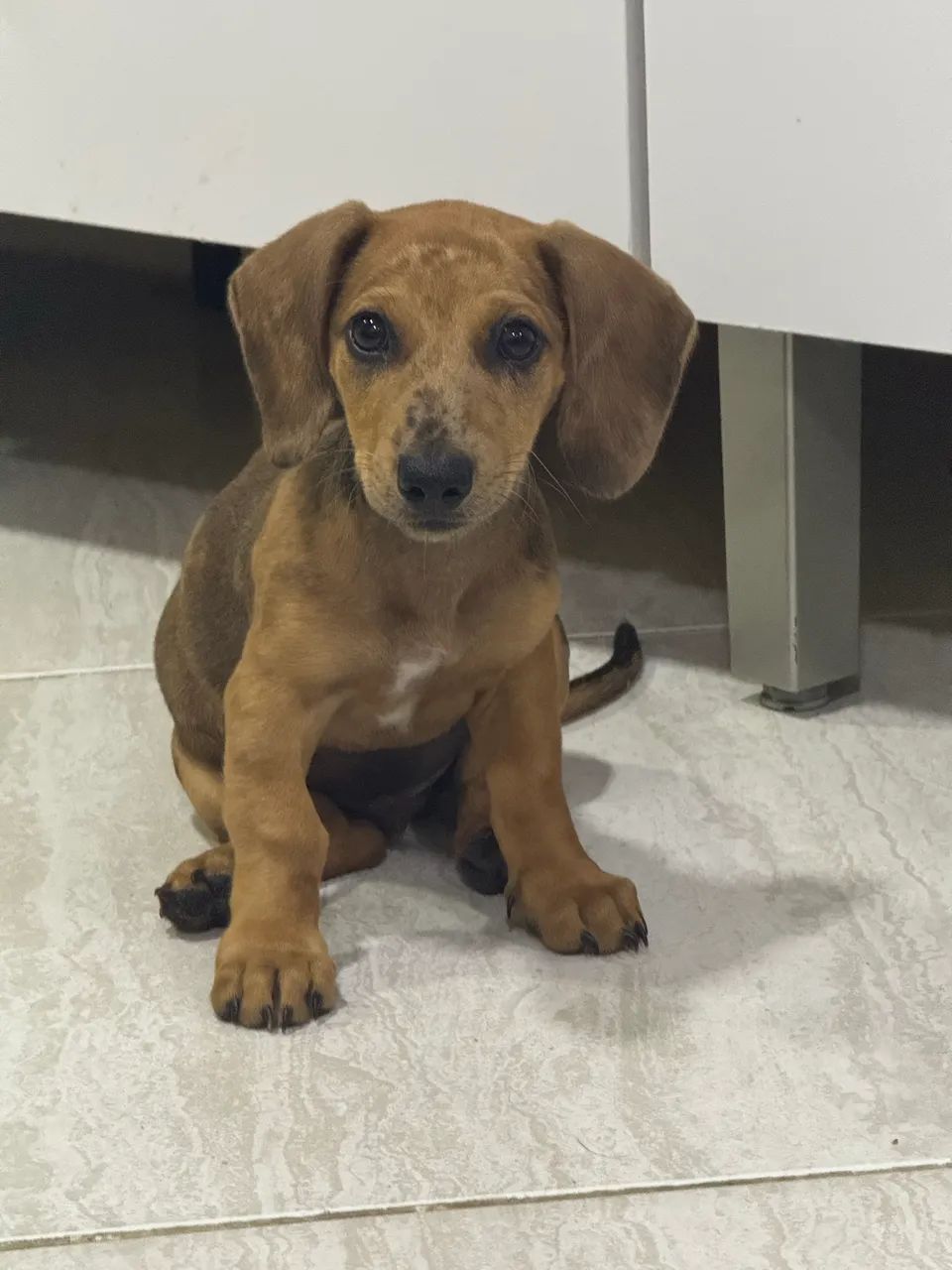 Cachorro salsicha mofado  - Foto 4