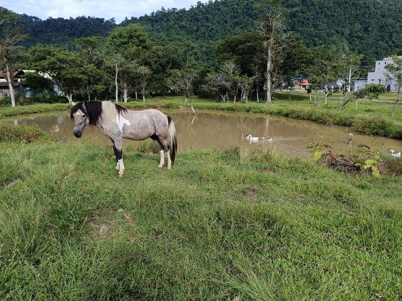 Cavalo petiço marchador  - Foto 2