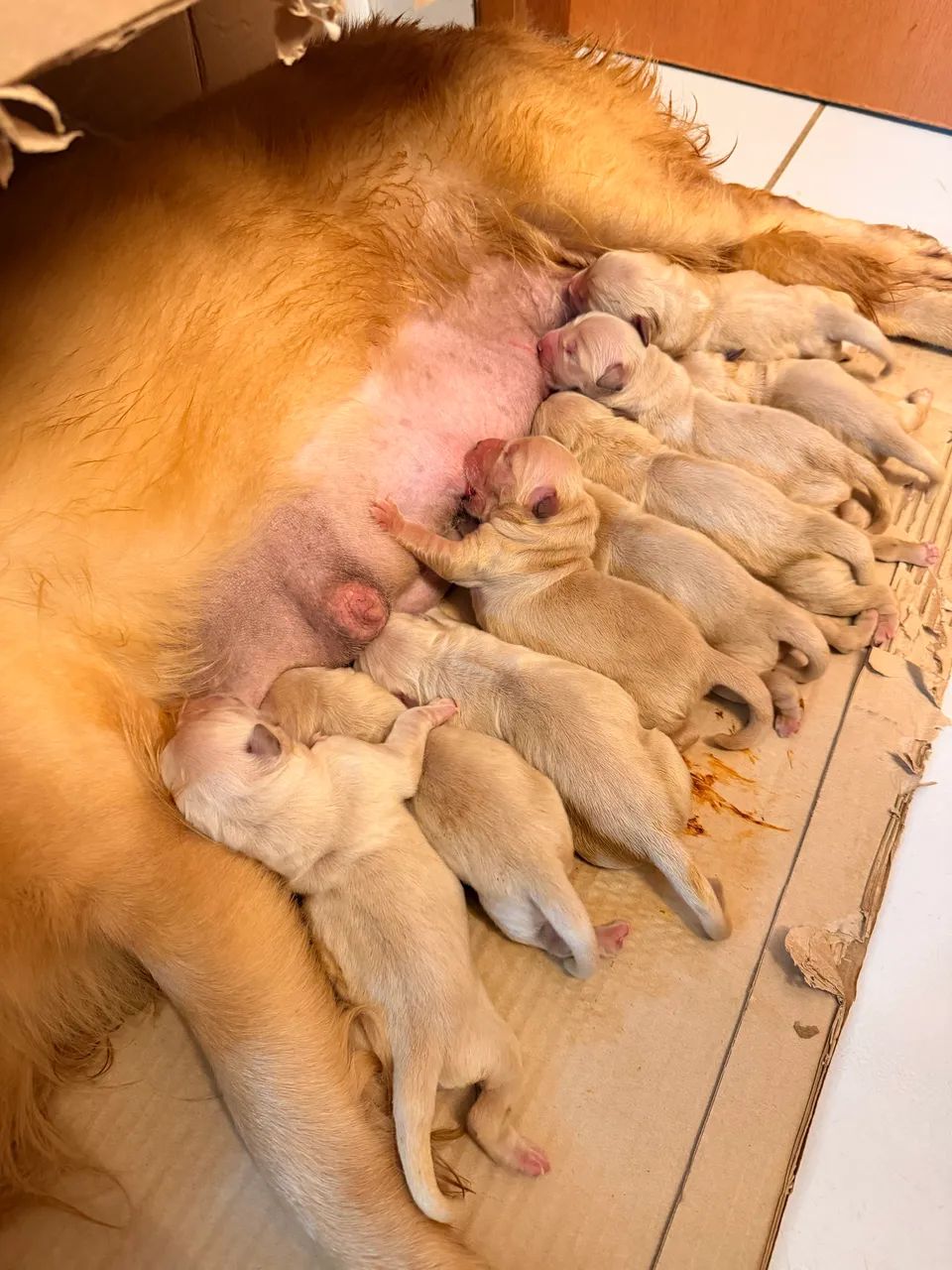 Golden Retriever  - Foto 3