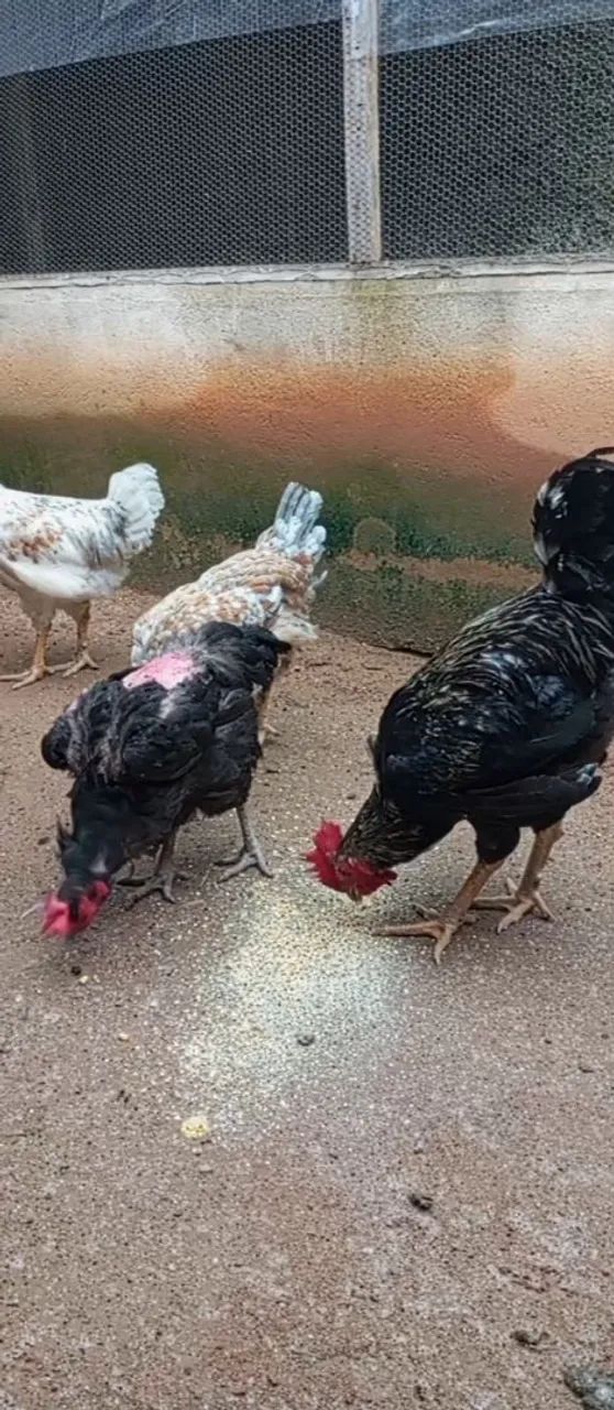 Galinhas GSB  - Foto 4
