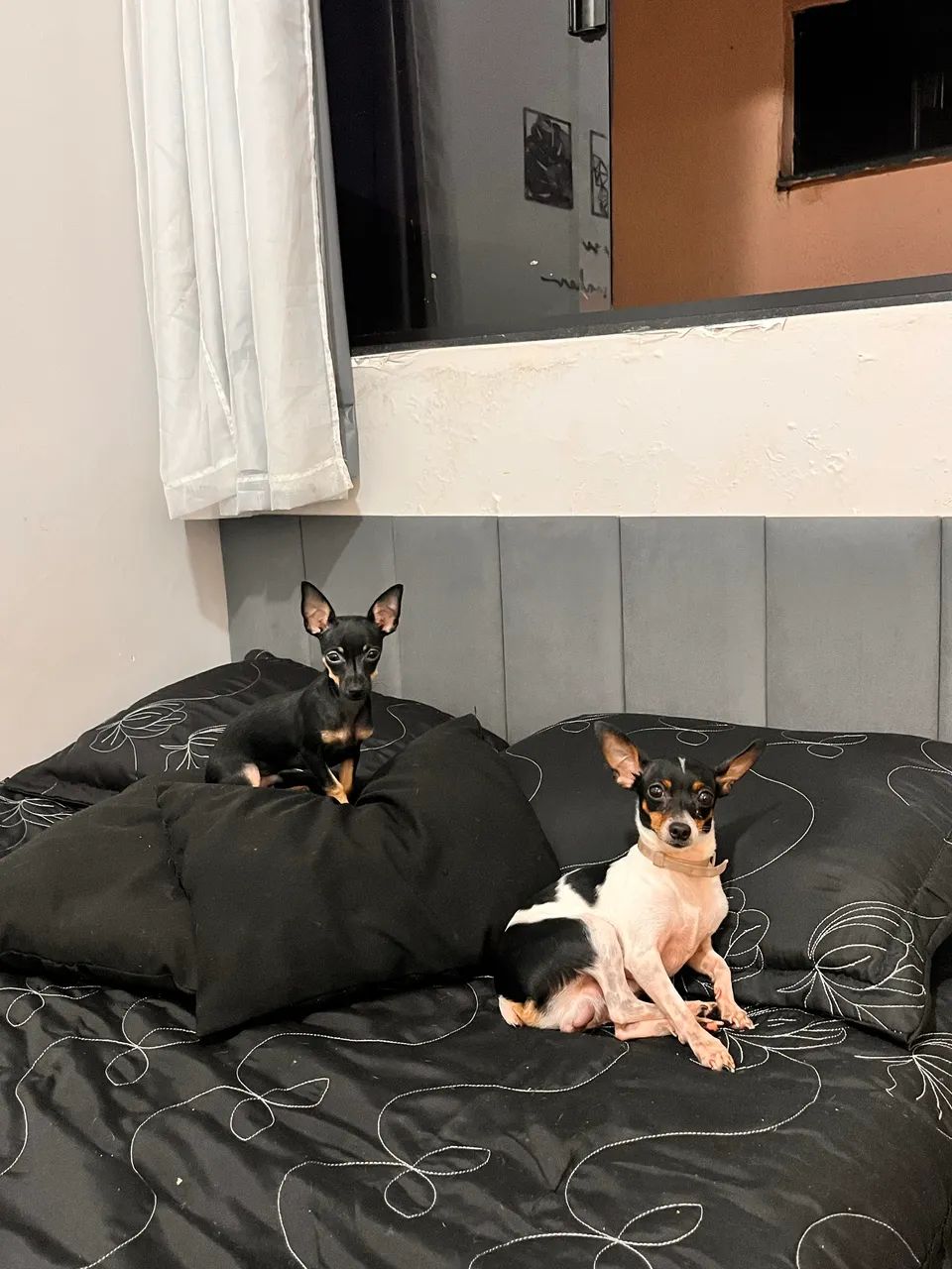 Pinscher procurando namorada  - Foto 4