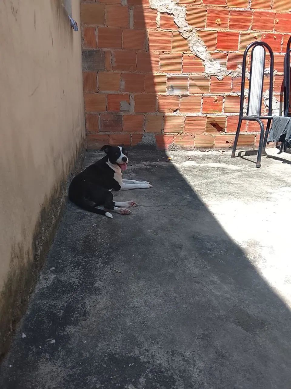 Doação cachorrinha - Foto 2