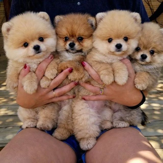 Lulu da Pomerânia - Macho - Pedigree CBKC - 10x s/ no cartão com Garantia - Foto 5