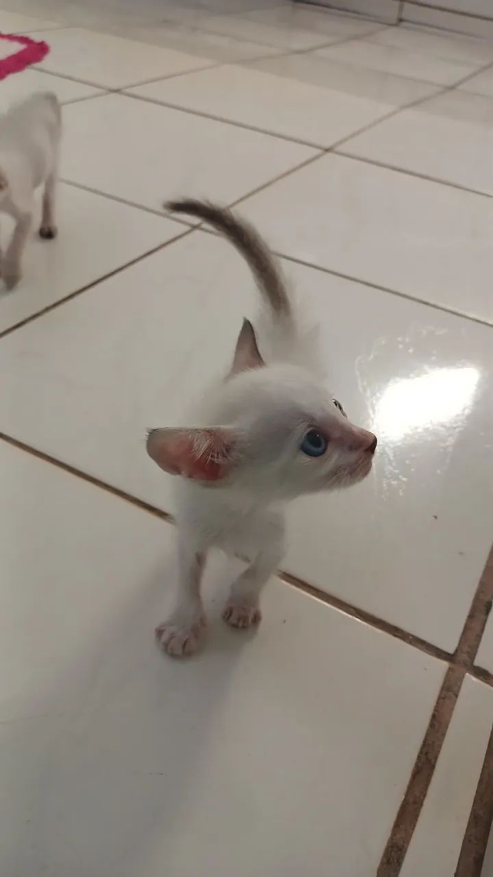 Gatinha para adoção  - Foto 6