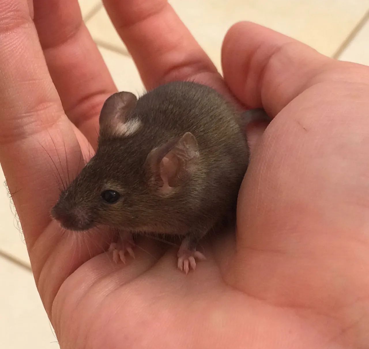 Camundongos - Foto 3