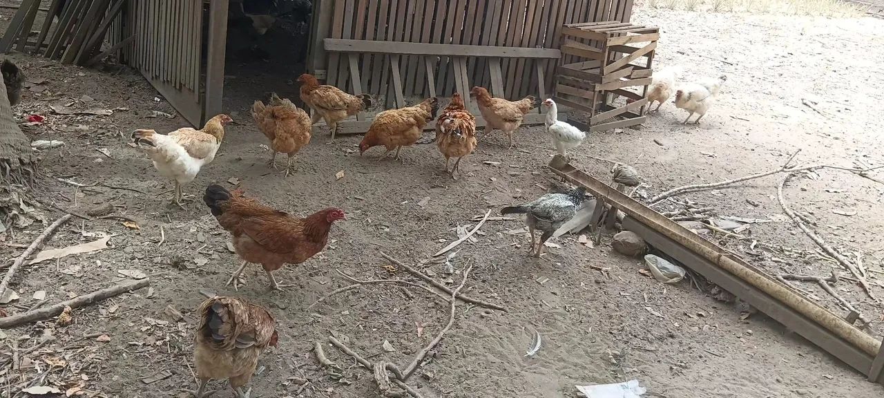 Animais - Foto 2
