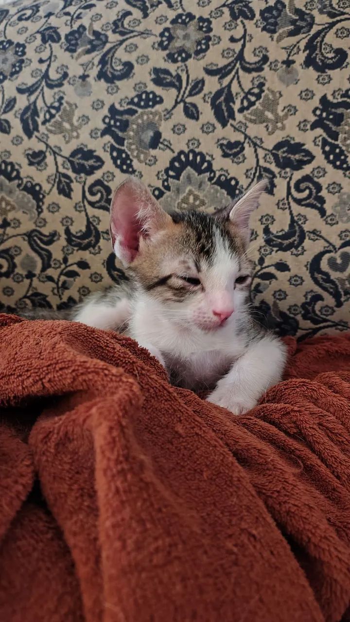 Zé Quindim (3 meses) para doação  - Foto 2