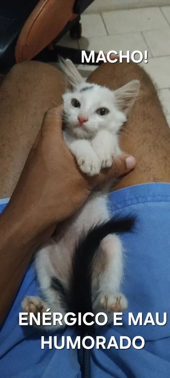 DOA-SE FILHOTES DE GATO - Foto 3