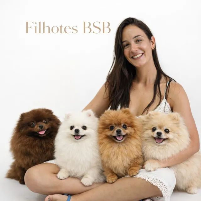 Lulu da Pomerânia - Macho - Pedigree CBKC - 10x s/ no cartão com Garantia - Foto 6