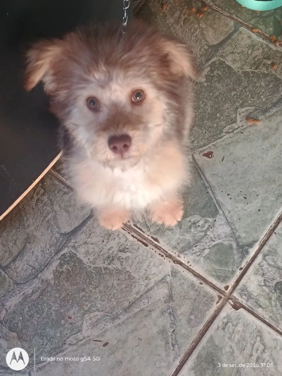 Cachorro  - Foto 2
