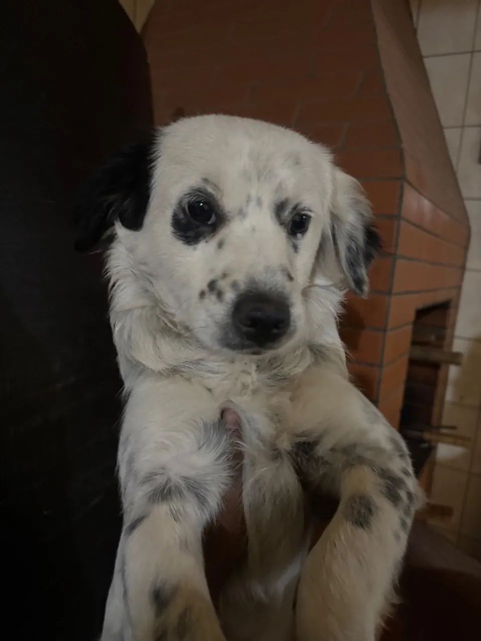 Cachorrinhos para doação  - Foto 5