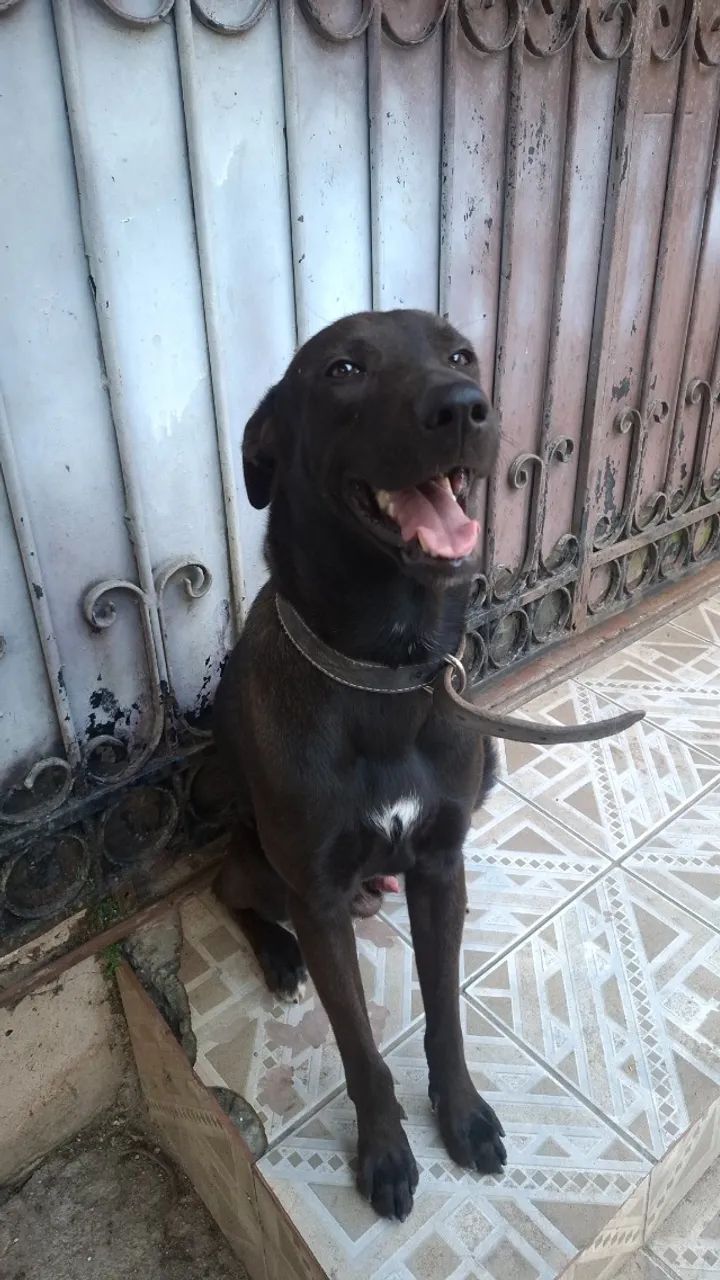 Adoção  - Foto 4