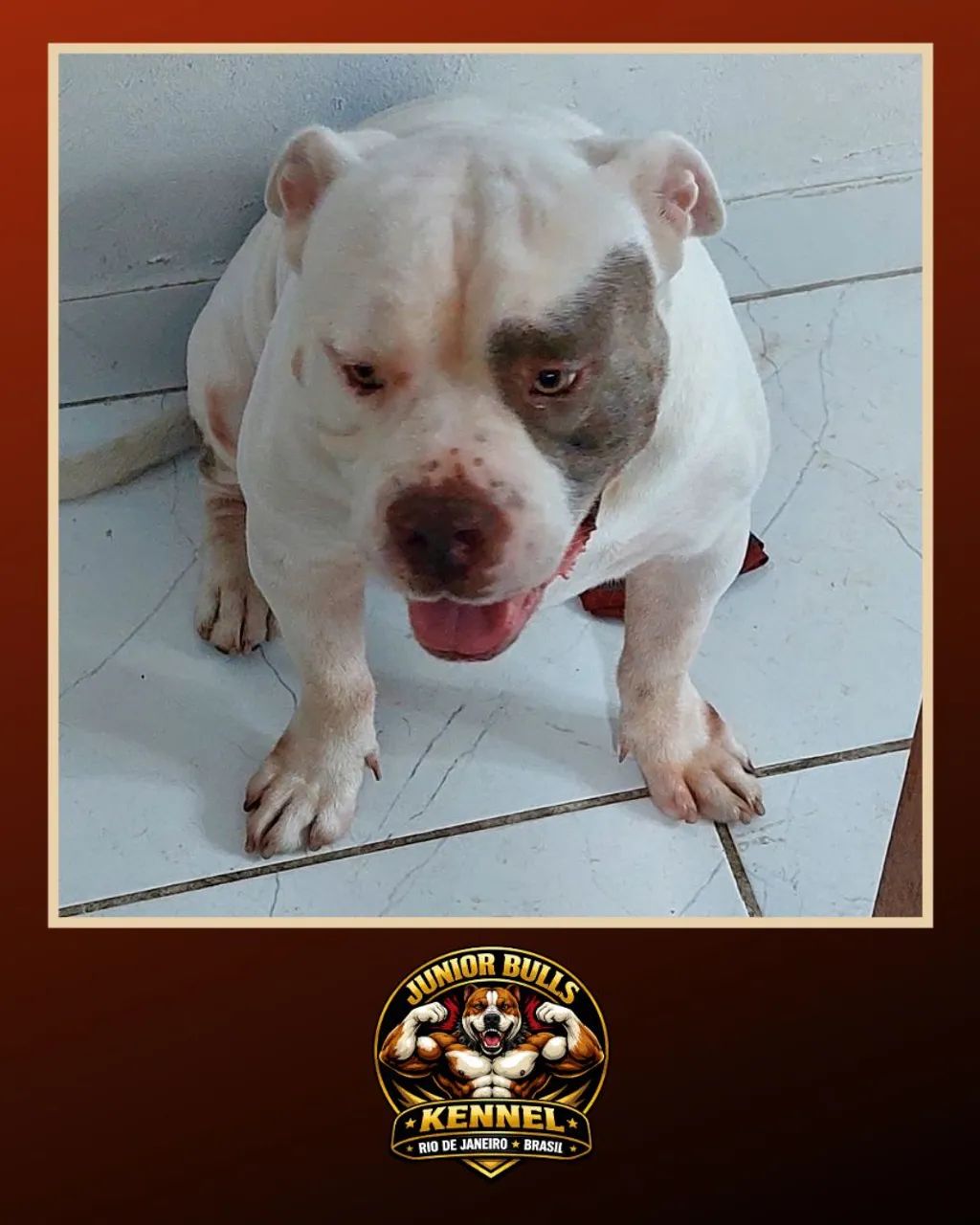 AMERICAN BULLY MACHO EXTRAORDINÁRIO  - Foto 5