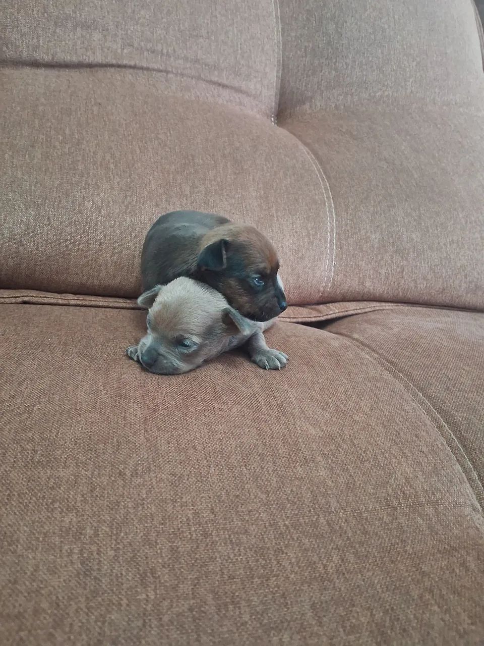 Filhotes de Pinscher Zero  - Foto 2