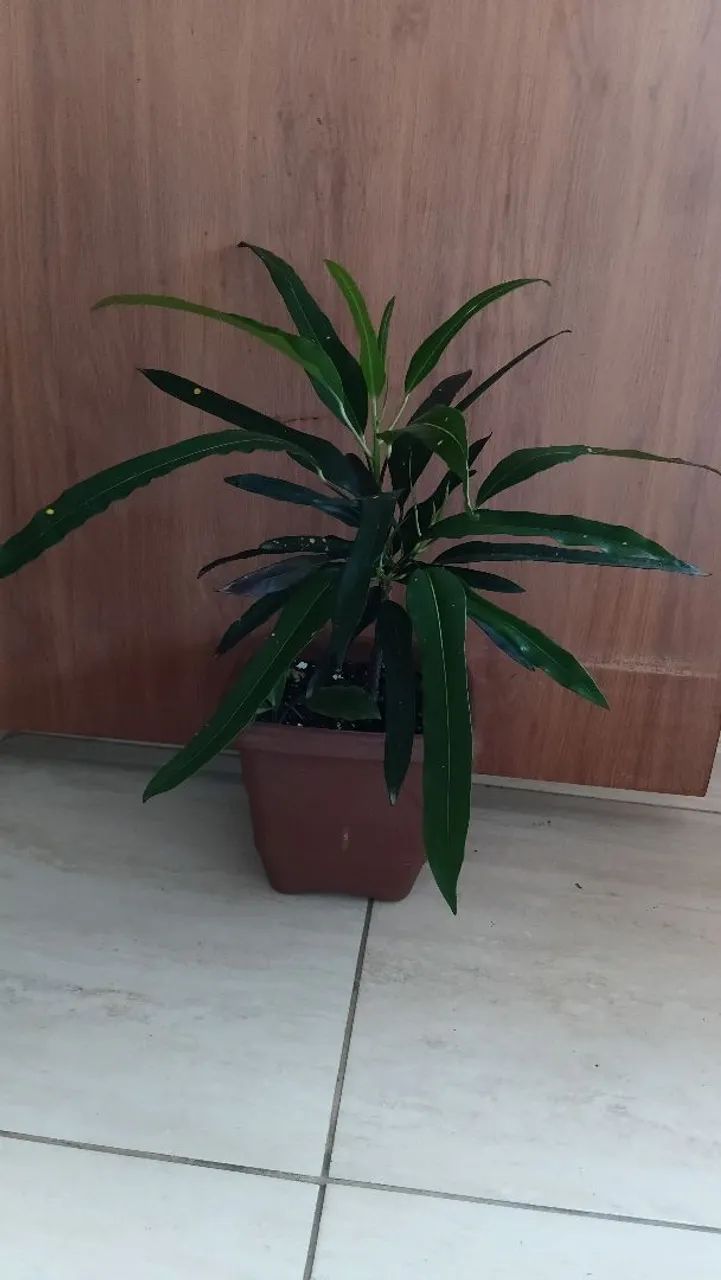 Plantas de vasos  - Foto 4