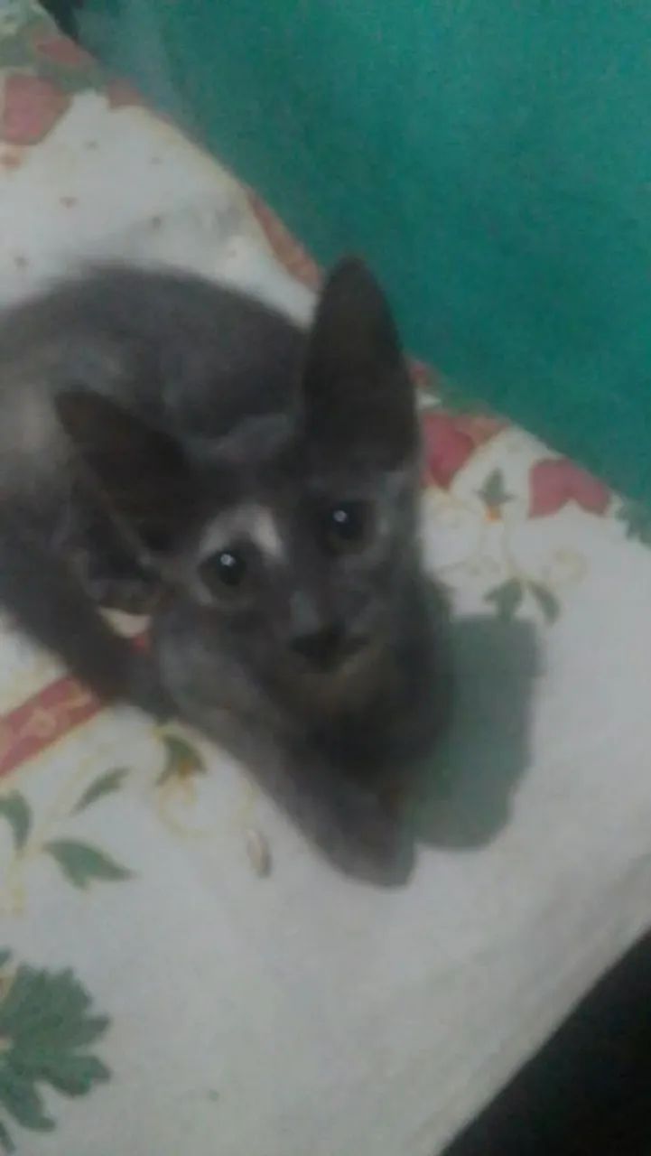 Gatos