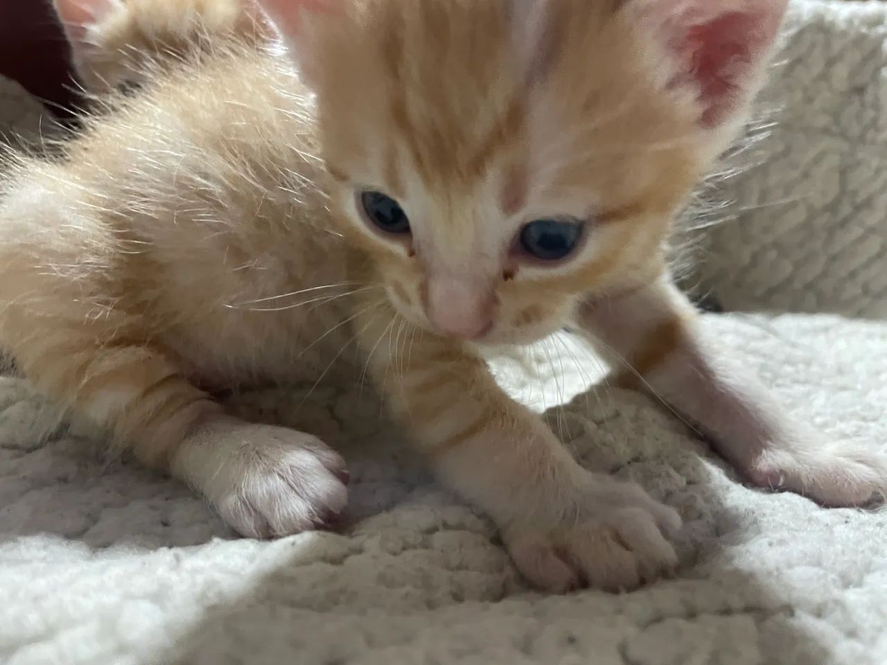 GATOS, ANGORÁS PRA VENDA 2 MACHOS E 1 FÊMEA SOU DE FERRAZ ZL - Foto 3