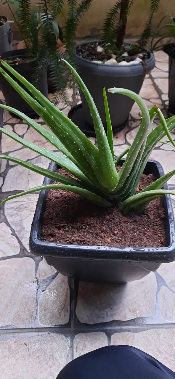 Várias mudas de babosa no vaso com terra adubada  - Foto 5