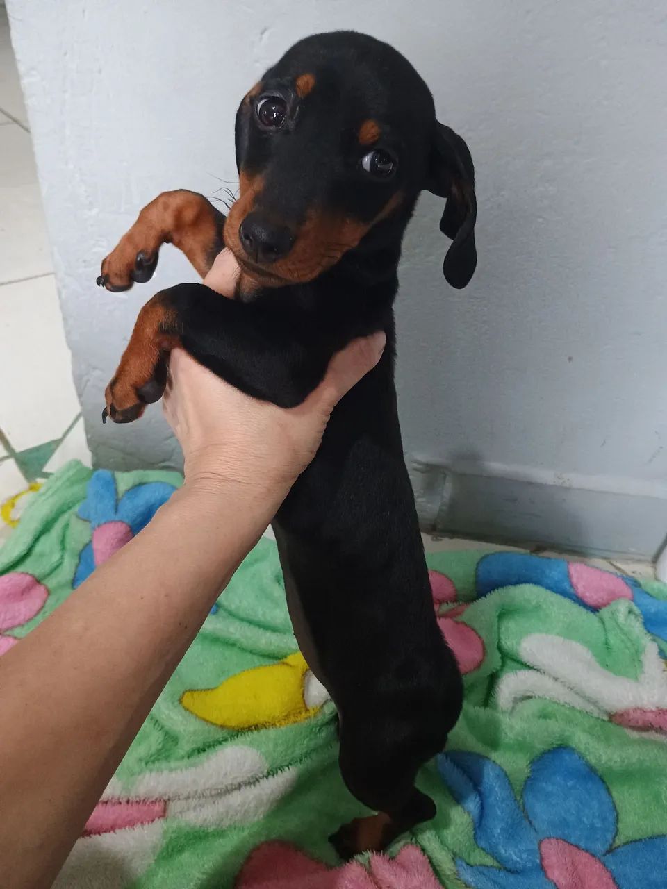 Dachshund (salchicha)  - Foto 2