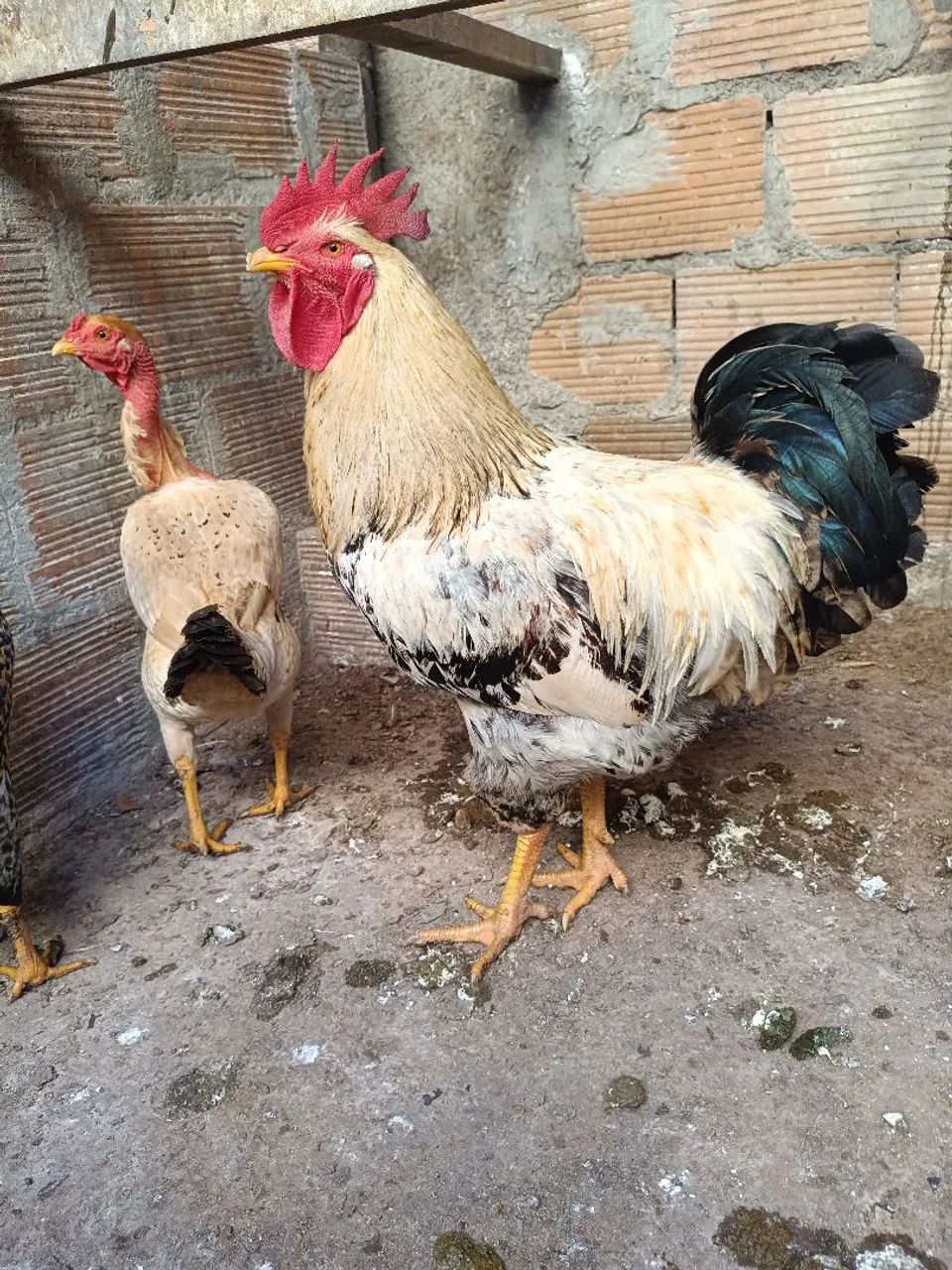 Galo