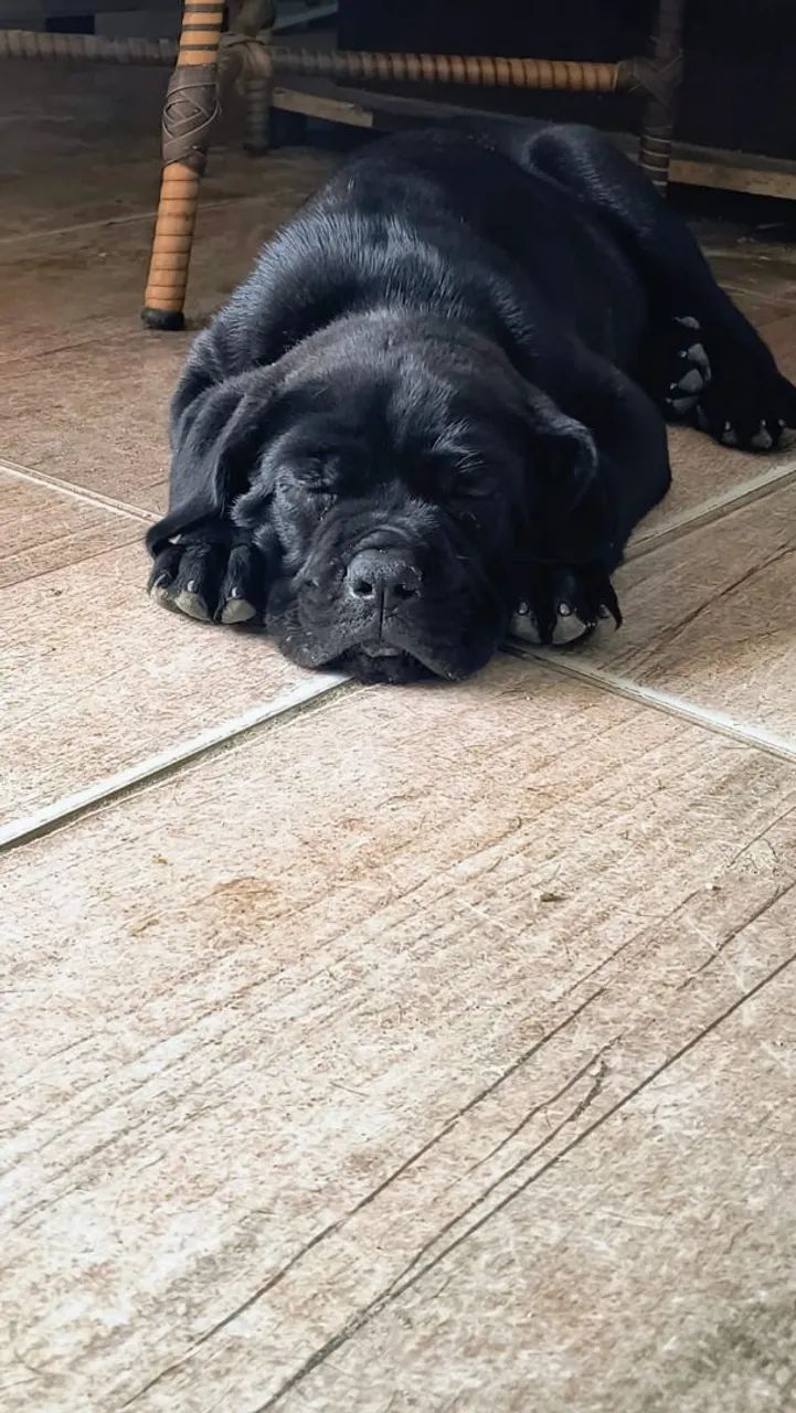 Filhote de cane corso com pedigree  - Foto 3