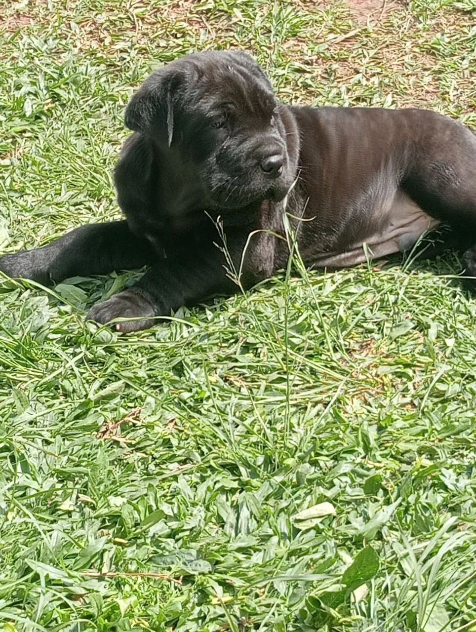 Cane corso macho 