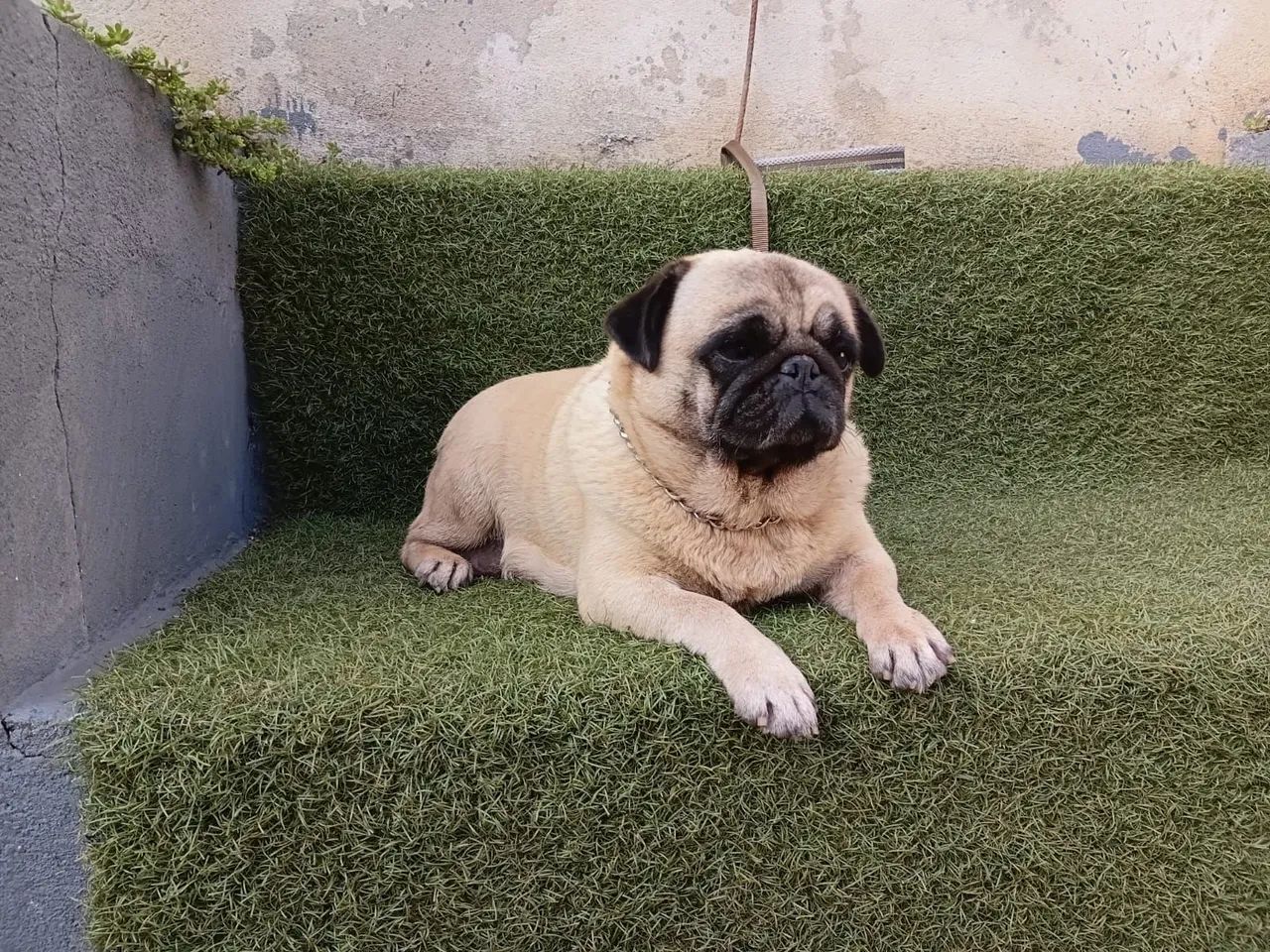 Criação de Pug macho e fêmea  - Foto 2