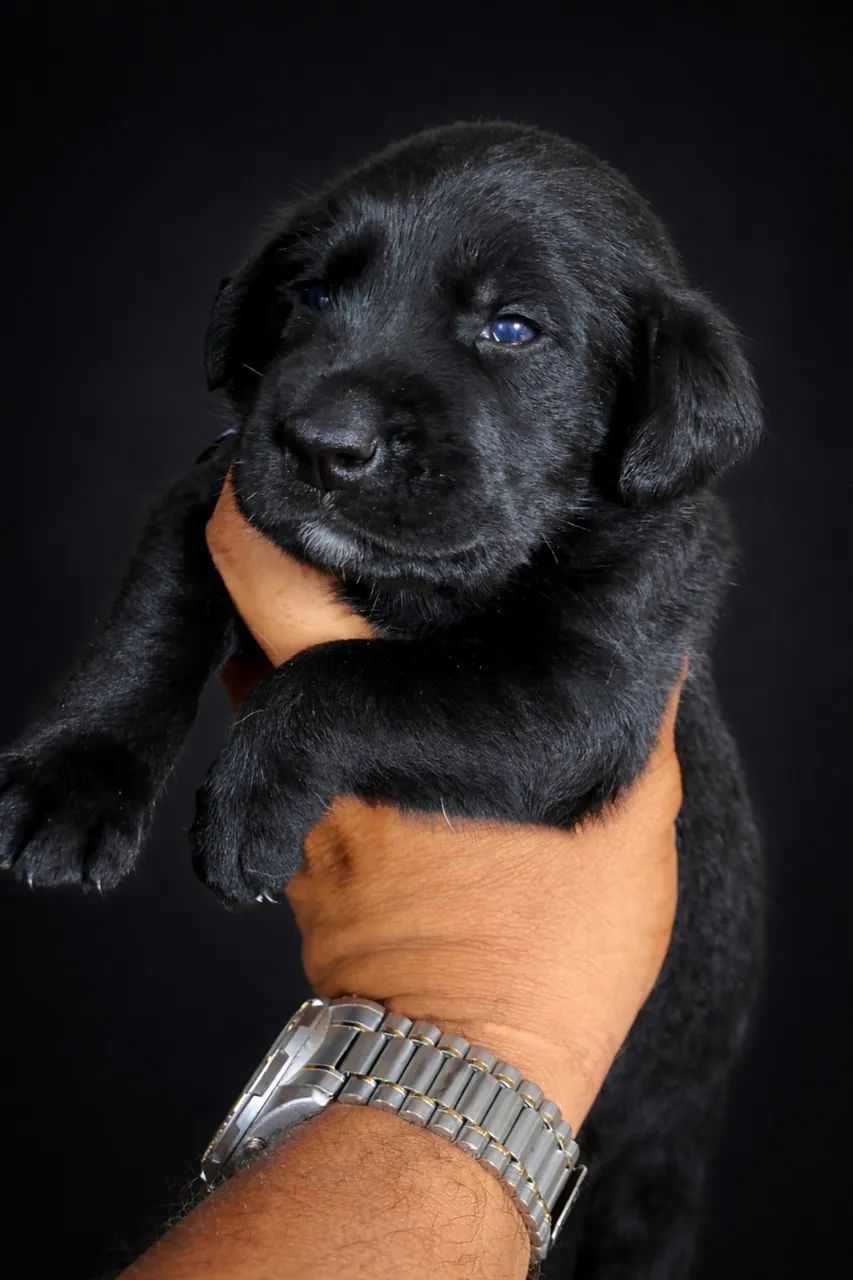 Lindos Labradores  - Foto 2