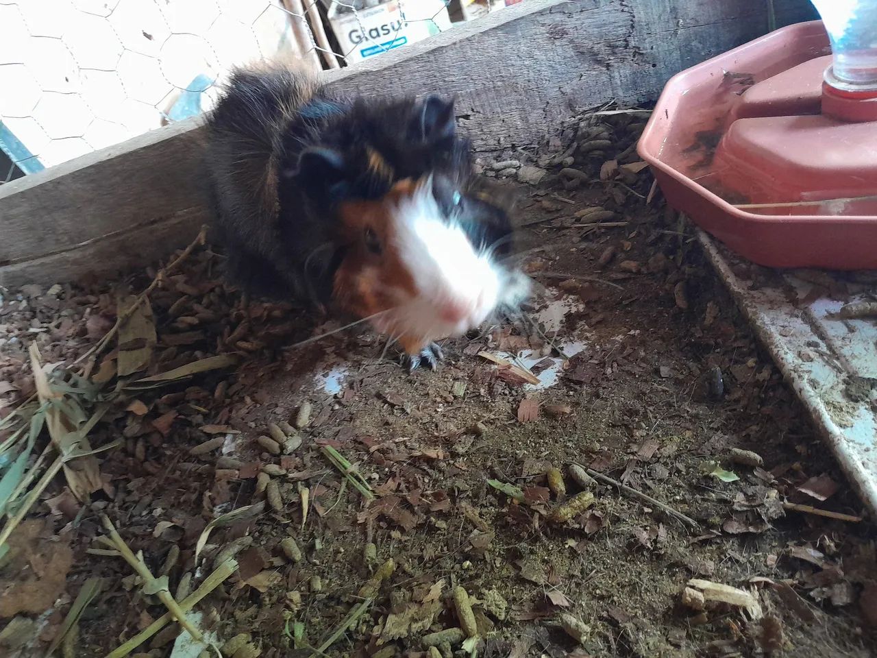 Porquinho da Índia  - Foto 4