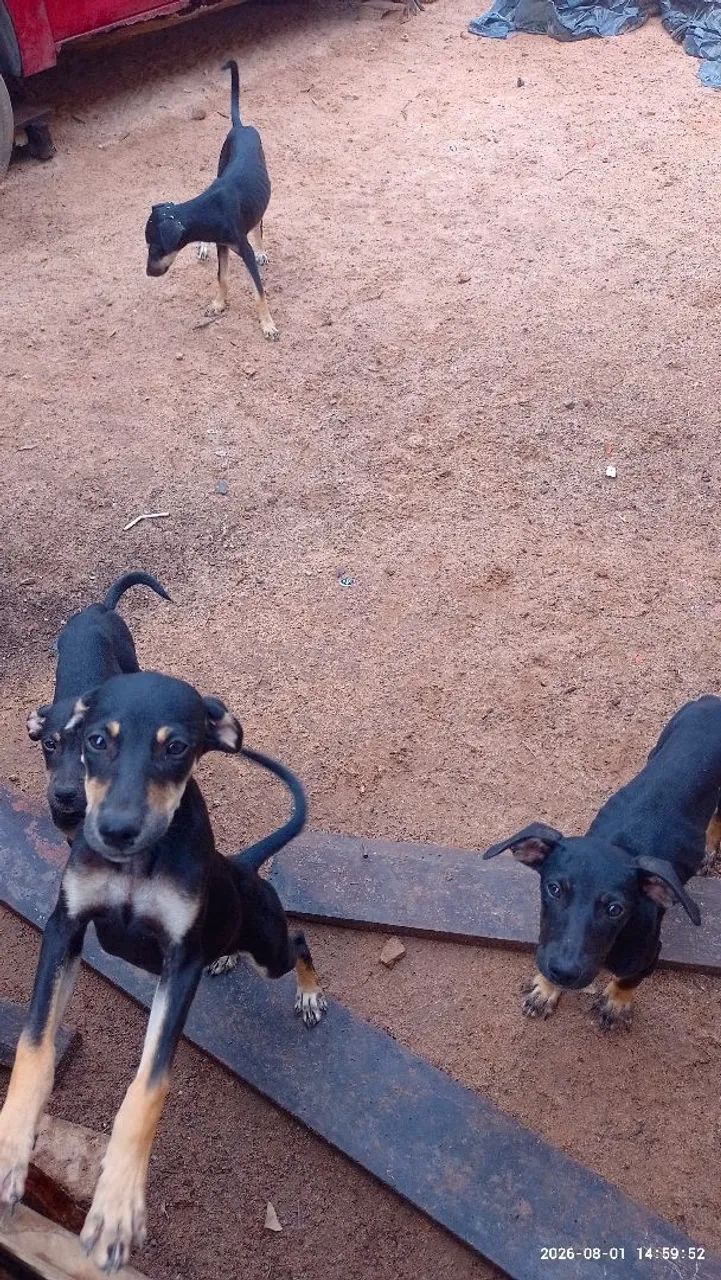 Filhotes para doar  - Foto 4