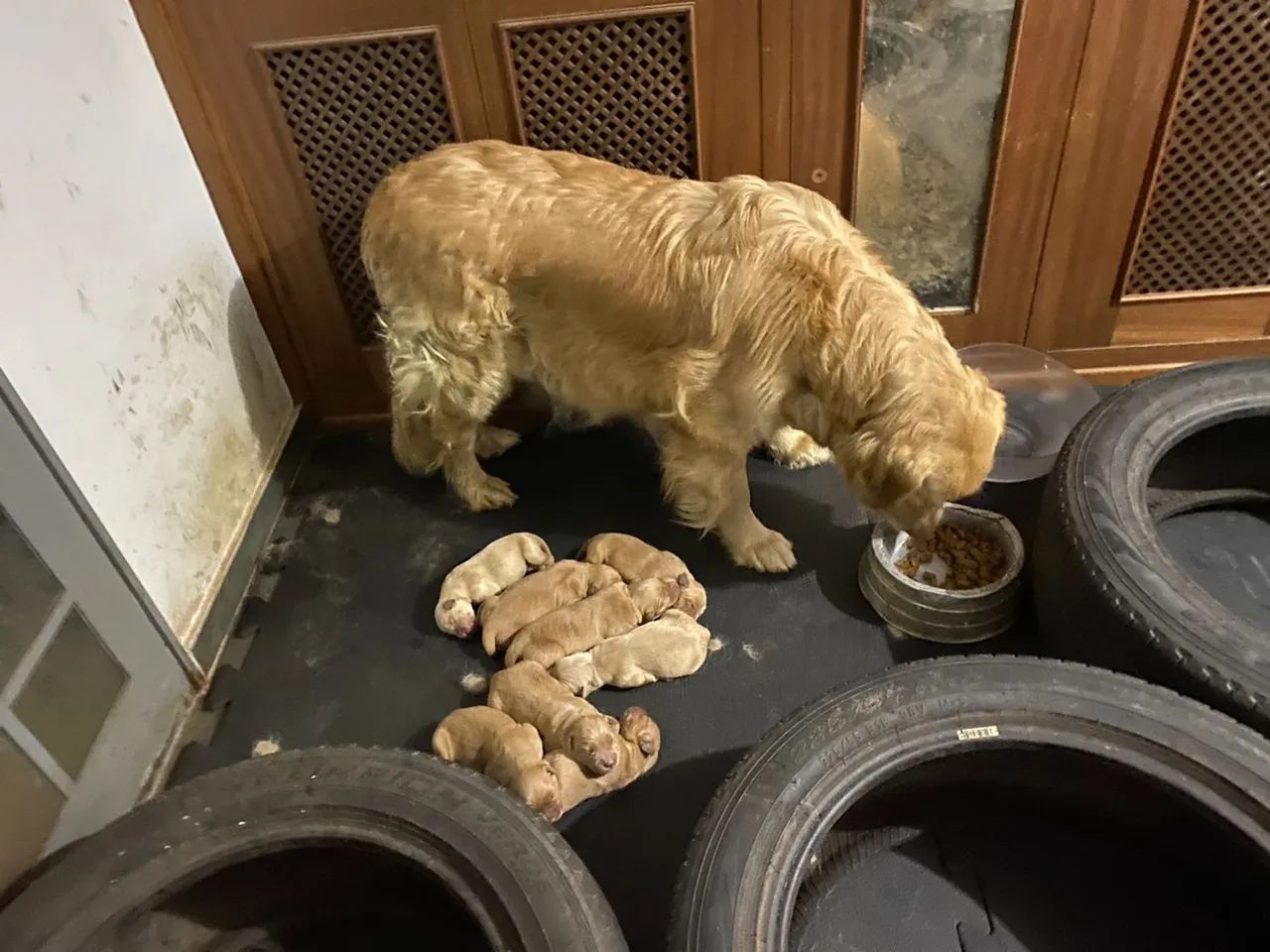 Filhotes Golden Retriever com Pedigree - Foto 5